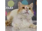 Adopt Hercules a Domestic Medium Hair