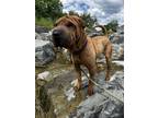 Adopt Leo a Shar-Pei