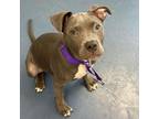 Adopt Dill a Pit Bull Terrier