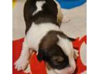 Border Collie Puppy for sale in Cape Girardeau, MO, USA