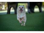 Adopt JISOL a Border Terrier, Jindo
