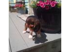 Beagle Puppy for sale in Garnett, KS, USA