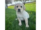 Labrador Retriever Puppy for sale in Clifford, MI, USA