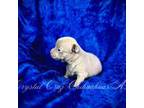 Chihuahua Puppy for sale in Glendale, AZ, USA