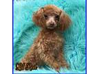 Poodle (Toy) Puppy for sale in Beaumont, TX, USA