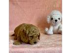 Mutt Puppy for sale in Mount Pleasant, MI, USA