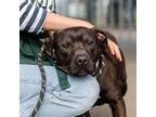 Adopt Clam a Pit Bull Terrier