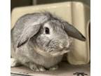 Adopt Bailey a American Fuzzy Lop