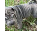 Chinese Shar-Pei Puppy for sale in Horse Branch, KY, USA