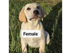 Labrador Retriever Puppy for sale in Chehalis, WA, USA