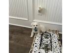 Maltese Puppy for sale in Aberdeen, NC, USA
