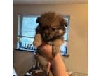 Pomeranian Puppy for sale in Port Orchard, WA, USA