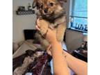 Pomeranian Puppy for sale in Port Orchard, WA, USA