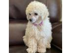 Poodle (Toy) Puppy for sale in Cross Hill, SC, USA