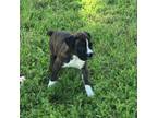 Boxer Puppy for sale in Argyle, TX, USA