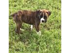Boxer Puppy for sale in Argyle, TX, USA