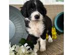 Aussiedoodle Puppy for sale in Carriere, MS, USA