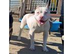 American Bully 4