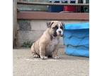 American Bully 2