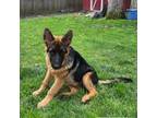 German Shepherd Dog Puppy for sale in Belvidere, IL, USA