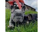 French Bulldog Puppy for sale in Stafford, VA, USA