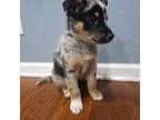 German Shepherd Dog Puppy for sale in Anderson, IN, USA