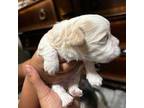 Shih Tzu Puppy for sale in Providence, RI, USA