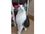 Adopt Ice a Domestic Short Hair