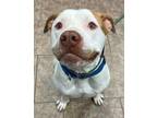 Adopt Apricot a Pit Bull Terrier