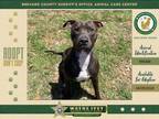 Adopt Chevy a Mixed Breed