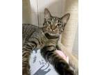 Adopt Mozart a Domestic Short Hair, Tabby