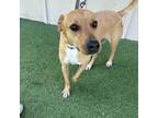 Adopt Scarface a Mixed Breed