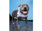 Adopt BENTLEY a Pit Bull Terrier, Mixed Breed
