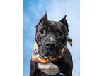 Adopt Hedwig a Pit Bull Terrier, Mixed Breed
