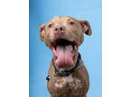 Adopt CHEWY a Labrador Retriever, Mixed Breed