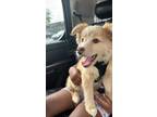 Adopt Orange - IN FOSTER a Mixed Breed