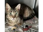 Adopt Lawrence (aka Chuck #7-H) a Domestic Short Hair