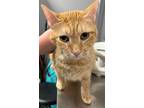 Adopt Neo a Domestic Short Hair