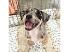 Adopt Tollhouse a Catahoula Leopard Dog, Mixed Breed