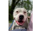 Adopt Spottie a Pit Bull Terrier, Mixed Breed