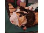 Adopt Tracy a Guinea Pig