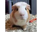 Adopt Bubby a Guinea Pig