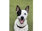 Adopt Jack a Cattle Dog, Mixed Breed