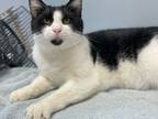 Adopt Pinkie a Domestic Short Hair