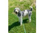 Adopt Striker (HW-) a Standard Poodle, Mixed Breed