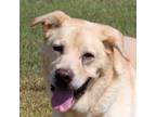 Adopt Bruno a Yellow Labrador Retriever