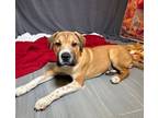 Adopt Guidry a Shar-Pei, Pit Bull Terrier