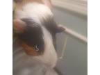 Adopt Fuzzy a Guinea Pig