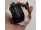 Adopt Fred a Guinea Pig