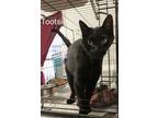 Adopt Tootsie (ADOPTION PENDING) a Domestic Short Hair